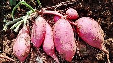 老农夫教你这样买红薯，口感香甜，一挑一个准，赶紧学学
