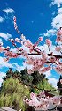 春意盎然，三月丽江，随手一拍都美如画。