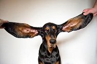 美国：宠物狗打破最长狗耳朵世界纪录，每只耳朵长34厘米