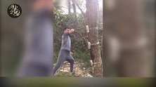 民间高手功夫惊人，铁膝重肘直接将树打倒在地！