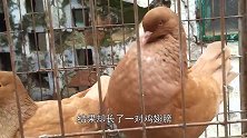 看起来像是鸽子，却有一对鸡翅膀，这到底是鸽子还是鸡