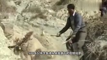 500多只绵羊集体跳崖死亡，是发生意外，还是另有隐情？