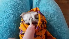 小猫头鹰的眼睛太好看了，天真无邪，清澈如水，不带一丝邪恶！