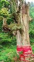 贵州一山村藏着一棵千年金丝楠木，价值上亿，是村里的镇村之宝
