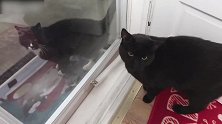 发现一只纯黑的小猫咪，看这蠢萌的样子，真是想养了呢！