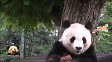 熊猫旦旦美美亮相，像个小娃娃一样乖巧，可爱指数100分
