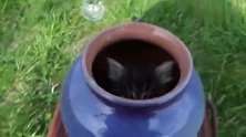 小奶猫这软绵绵的笑声，听得心都要化了