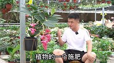 颗粒肥和水溶肥，哪个更适合新手？新手养花用肥讲解。