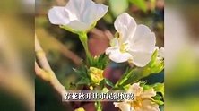 金秋十月，无锡鼋头渚三月樱花开了，网友：天太热，把花都骗开了