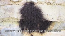 崖壁上长满了黑色的头发，男子用棍子一捅，头发居然活了过来