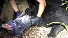 美国：一只母熊头部套在塑料桶里至少1个月，被成功解救