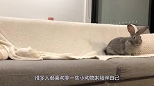 为什么给兔子喝水，它就会断肠而亡呢？看完才知其中奥妙！