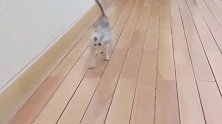 猫咪是不是睡落枕了，从早上起来就这么走路，不过太逗了
