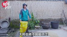 【师兄】收完稻子 看看兔子有没有乖乖听话