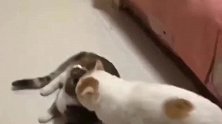 狸花猫：救命啊，有人要绑架我了呢
