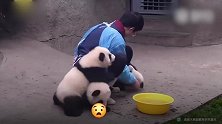 熊猫宝宝就是见人就抱,不管你乐不乐意,饲养员好无奈!