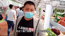 寿光国际蔬菜博览会，无土盆栽蔬菜，既美观又能食用
