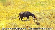 母狮冲入水牛群，给水牛一个爱的么么哒！