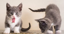 当豹子遇到了“猫薄荷”，猜猜它会有什么反应？下一幕笑抽了