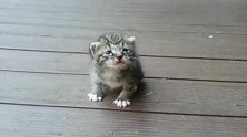 屋前突然出现一只小猫咪，小小一只走路还东倒西歪，好可怜