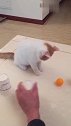 猫：这点小把戏还能难住我么！