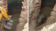 印度：一头小象掉进30英尺深井，挖掘机挖破井壁将其救出