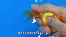 金鱼不吃不喝沉入水底，鱼医生检查后，鱼嘴掏出的东西让主人羞愧