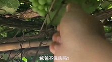 不干不净吃了没病，这被虫咬过的葡萄就是甜！