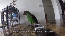 病妇向生活25年的鹦鹉告别，鹦鹉的回应让人泪目，太感人了