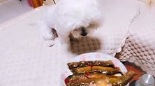 狗狗每餐无肉不欢，主人无奈拿出一盘大泥鳅，狗子立马兴奋了