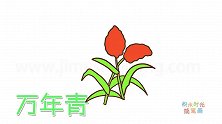 植物简笔画大全，画万年青简笔画