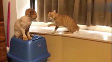 橘猫：不能自拔的，除了爱情，还有自己的毛发！