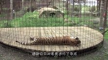 动物园老虎5天不吃不喝，送到医院检查，从肚子里取出异物