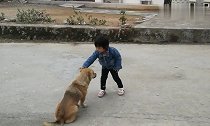 熊孩子遇到中华田园犬,这视频看一次笑一次,值得收藏!