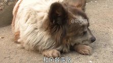 被遗弃的狗狗等待主人十年，让人越看越心疼，现实版的忠犬八公！