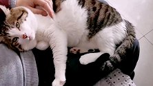 猫咪依偎在男主人怀里，打着呼噜踩着小手深情望着你们在才幸福