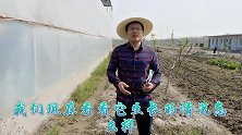 现果22天后，青皮无花果会是什么样子？这果子结的真是好