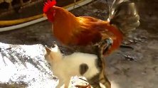 公鸡多了一只跟屁虫，小猫咪就喜欢跟在公鸡身边