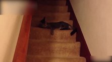 小猫咬着食物向前走着，一不留神竟然摔在楼梯上，真萌！