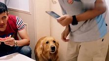 爸爸不给金毛吃西瓜，金毛竟拉哥哥来帮忙要，这波操作我服