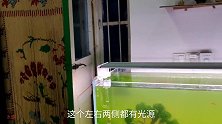 鱼缸绿水，4天变清澈，中途不换水，不开灯