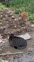 狸花猫的耳朵有异常，说明敌人正在靠近，果然邻家的橘猫来了