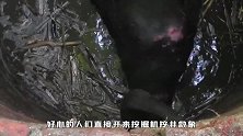 倒霉大象被困深井，好心人们挖井救象，得救的瞬间太暖心
