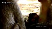 猴子宝宝喝奶喝得正有劲，皇后抱走它，小奶猴大哭，惹不起哦