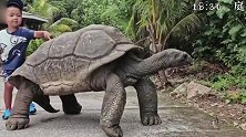 重庆1家人度假式滞留塞舌尔：3个月每天享受沙滩大海