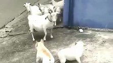 不愧是法国斗牛犬，竟敢去挑衅山羊，这下被顶了吧！