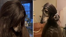 美国一只阿富汗猎犬拥有飘逸“长发” 被网友误认成人类
