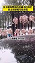 近日，湖北襄阳，一小区业主晒出鸡鸭鱼肉挂满小区围栏，目击者称，豪横的很，感慨年味渐近。