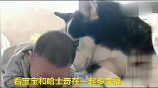 主人去买菜让哈士奇照顾宝宝，回来后看到这幕主人差点哭了