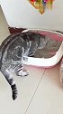 猫：你让下呀，该我拉屎了！